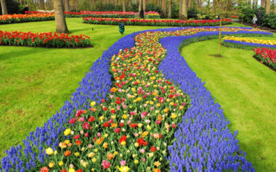 The Keukenhof: The Wisdom of the Bulb